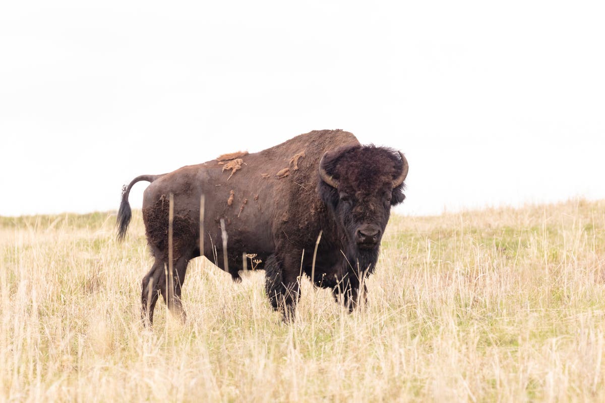 Bison &lsquo;defending its space&rsquo; gores 83-year-old woman in Yellowstone National Park