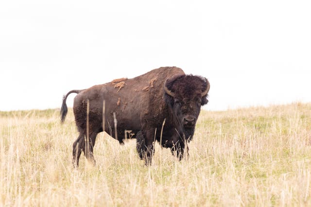 <p>An 83-year-old woman from South Carolina sustained serious injuries after being gored by a bison in Yellowstone National Park</p>