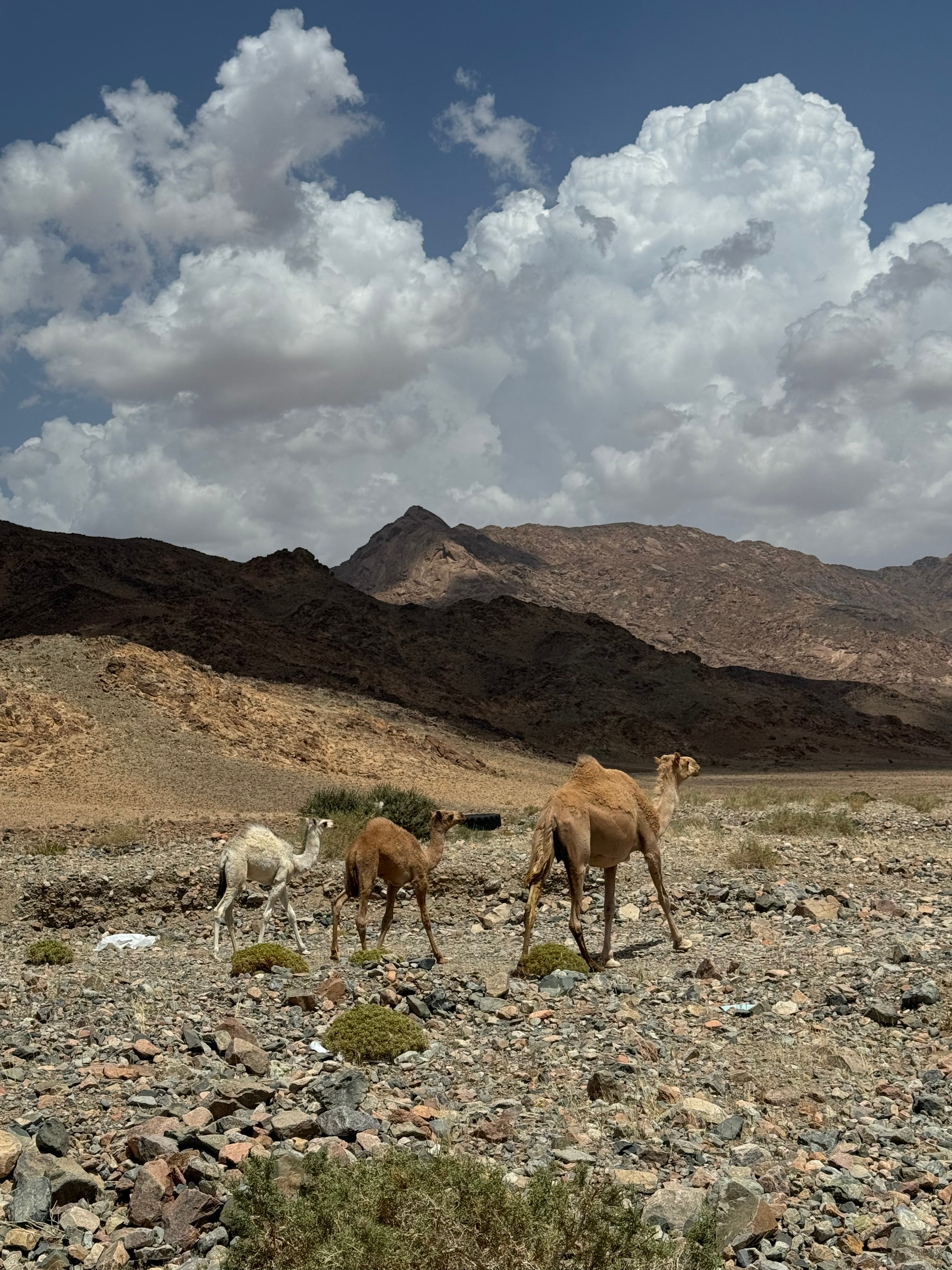 The mountainous area of Wadi Disah, in the province of Tabuk