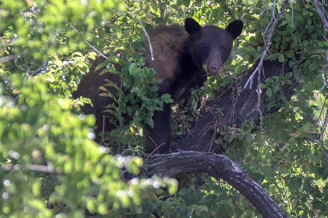 <p>Bear in Tree Utah</p>