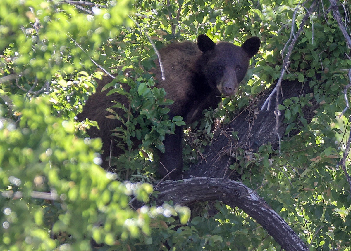 Brown bear looking for food falls asleep on top of fence after getting stuck