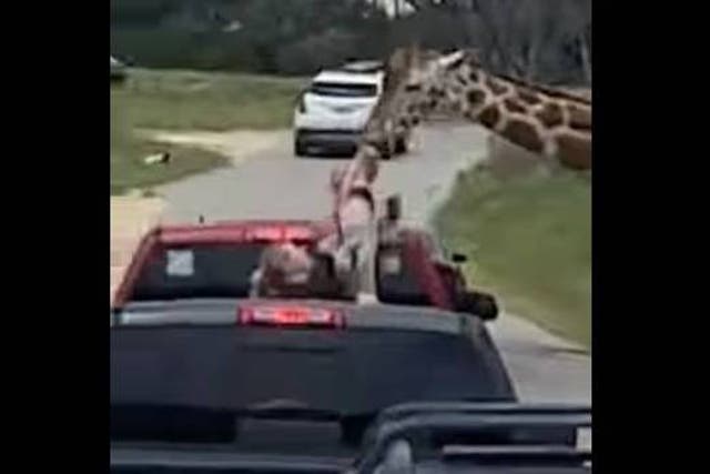 <p>A giraffe at a Texas wildlife center lifted a toddler into the air during a drive-thru safari </p>