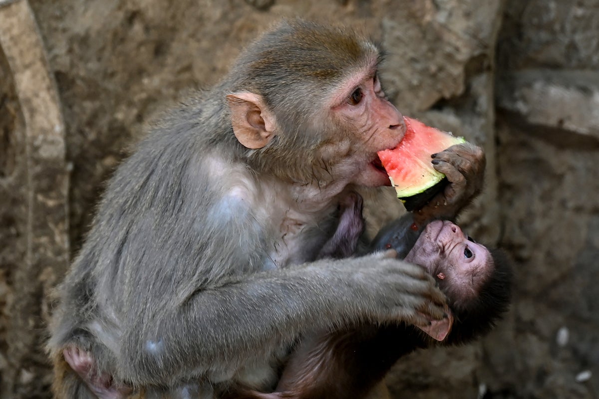 Dozens of monkeys searching for water drown in well as heatwave scorches India