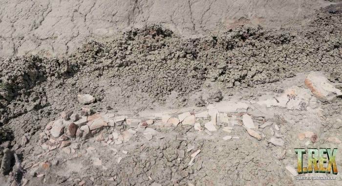 Discovering a ‘Teen Rex’ is extremely rare and may help reveal how the king of dinosaurs grew up