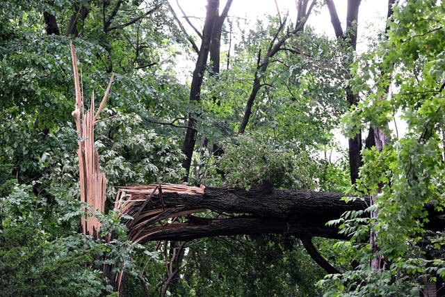Toddler killed and mother injured as tornado sends tree crashing into ...