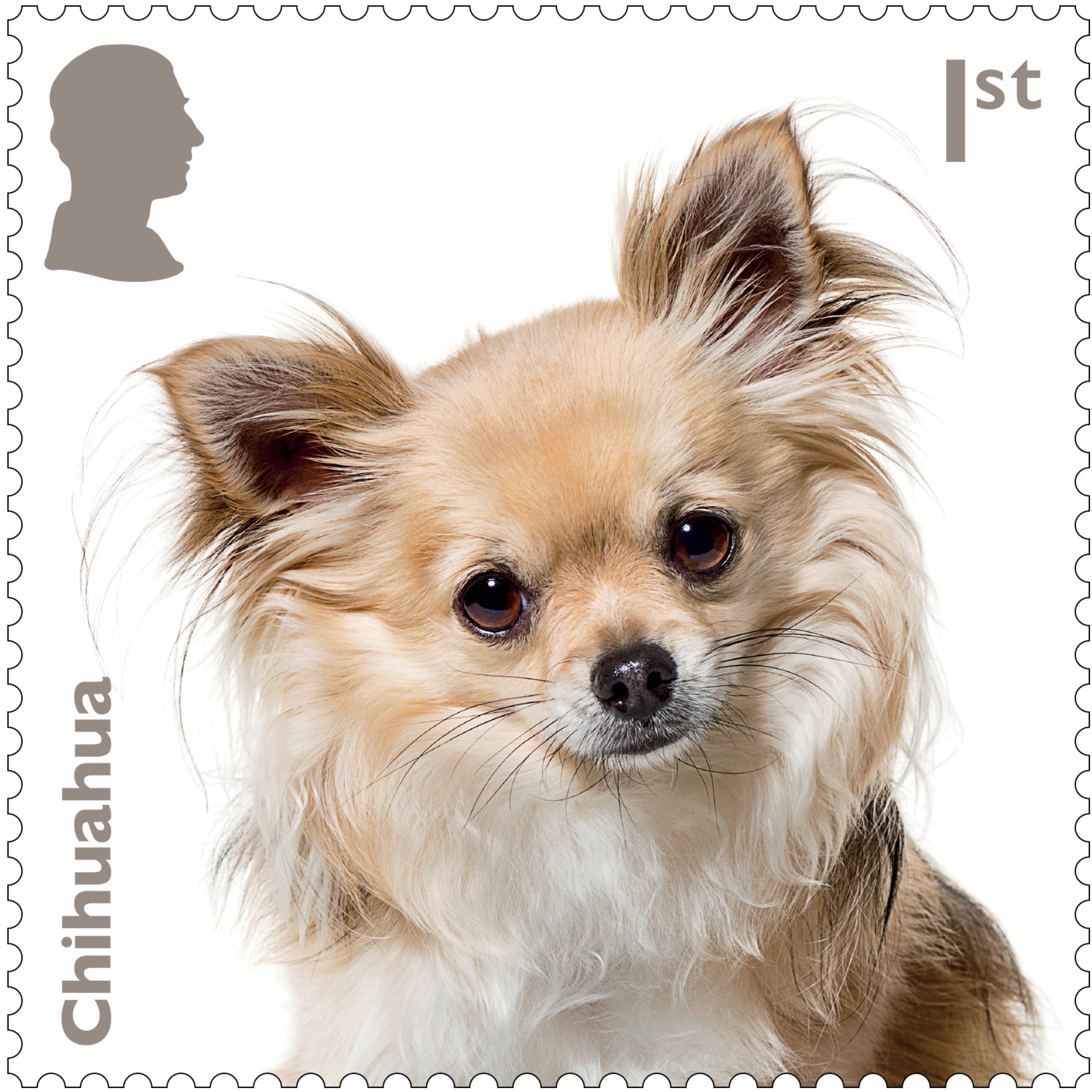 The Chihuahua stamp