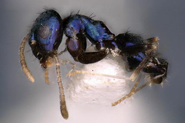 <p>Researchers in India have identified a new species of blue ant, Paraparatrechina neela, contributing to the unique biodiversity of the Eastern Himalayas</p>