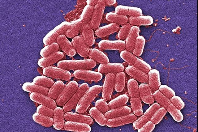<p>113 ecoli cases in a fortnight are thought to have been spread via food distributed </p>