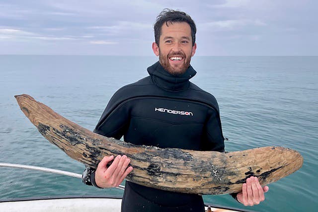 <p>This April 2024 photo taken by Blair Morrow and provided by Alex Lundberg shows Lundberg holding a large section of tusk from a long-extinct mastodon that he and his diver companion found on the sea floor off Florida's Gulf coast </p>
