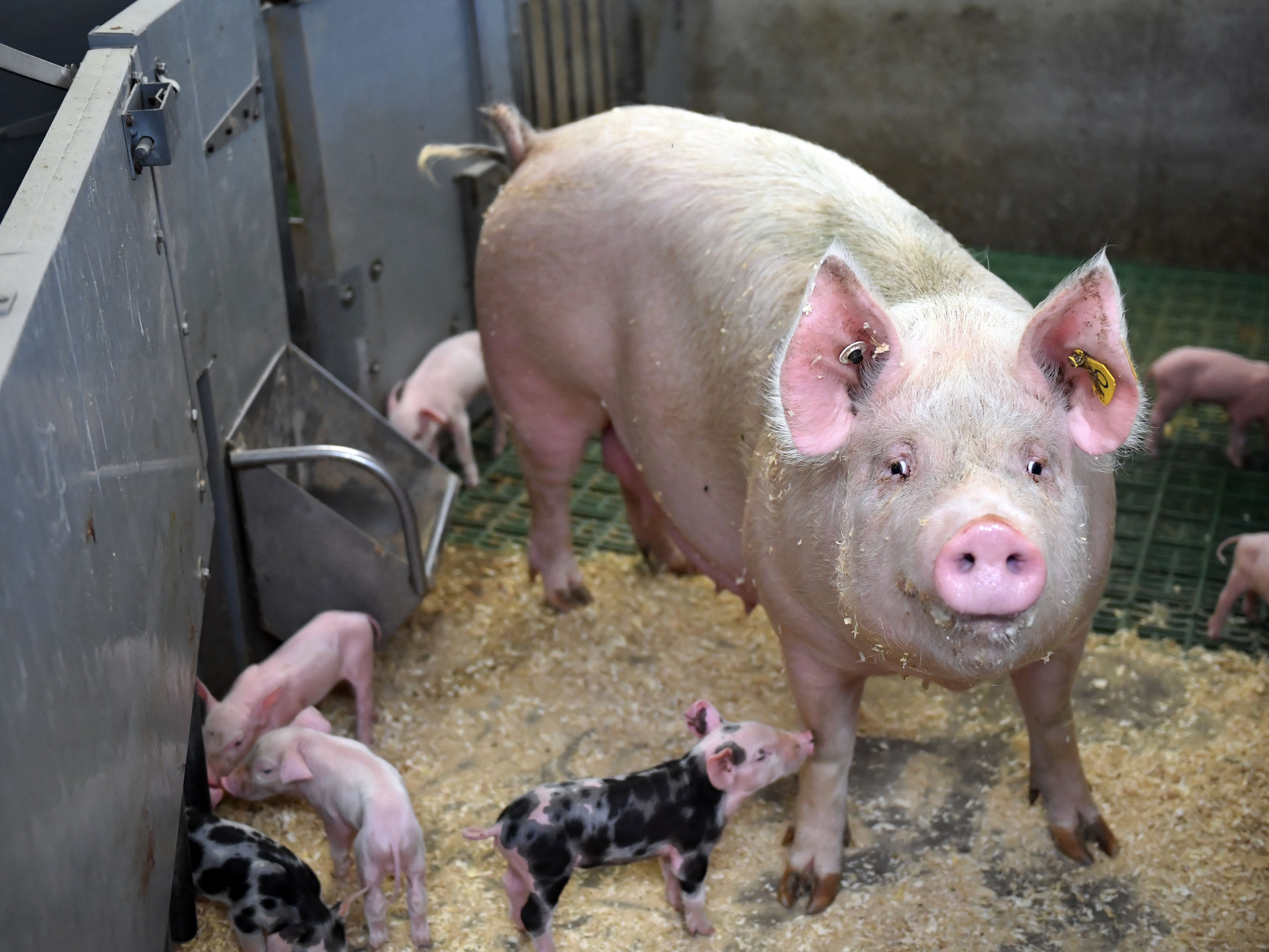 The sheds would each house up to 1,000 pigs at once
