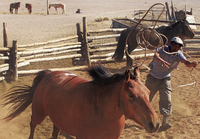<p>Horse herder catching one of his horses with a lasso on the Khomiin Tal plaeau, Mongolia</p>