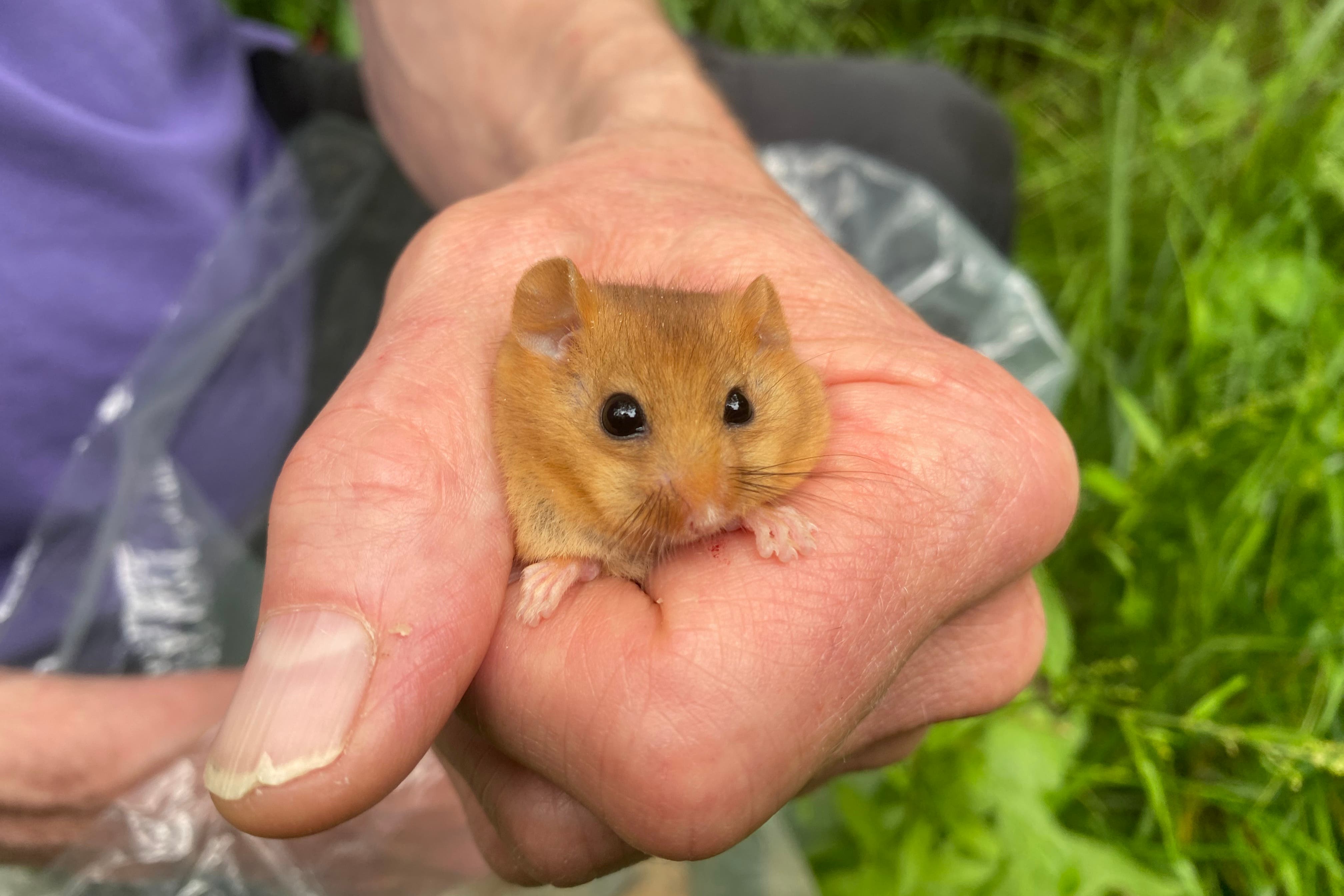 A male dormouse set to be released into a Bedfordshire woodland. (Rebecca Speare-Cole/PA)