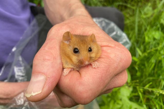 A male dormouse set to be released into a Bedfordshire woodland. (Rebecca Speare-Cole/PA)