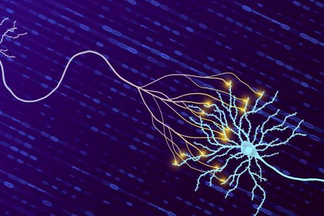 <p>Brain transmits signals through synapses</p>