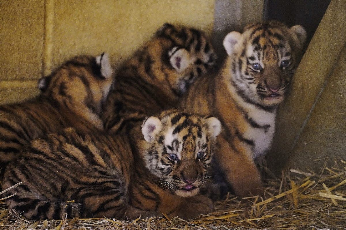 Four rare tiger cubs born at Longleat a month ago doing well, keepers ...