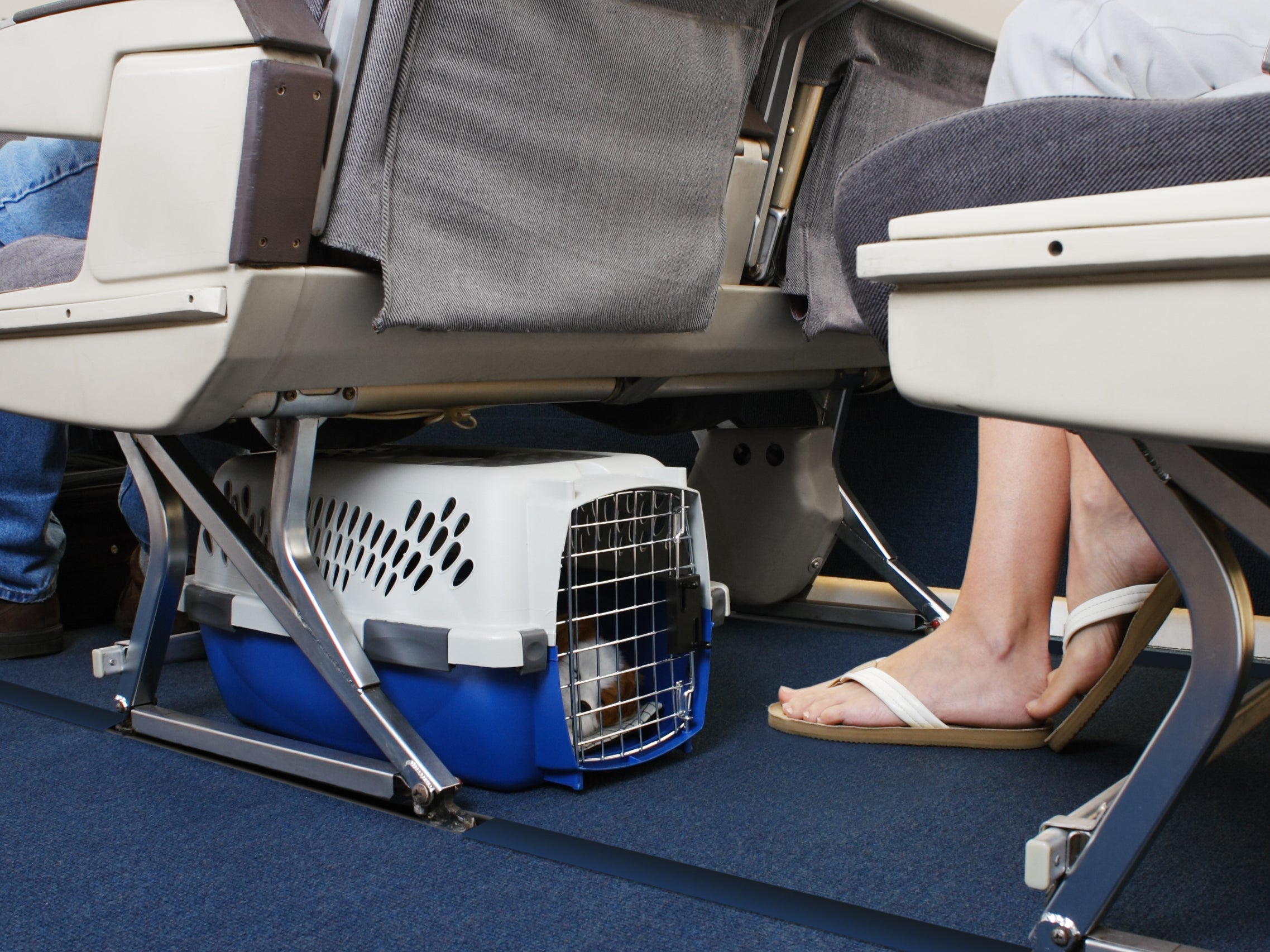 Experts share best protocol for pets during flight emergencies