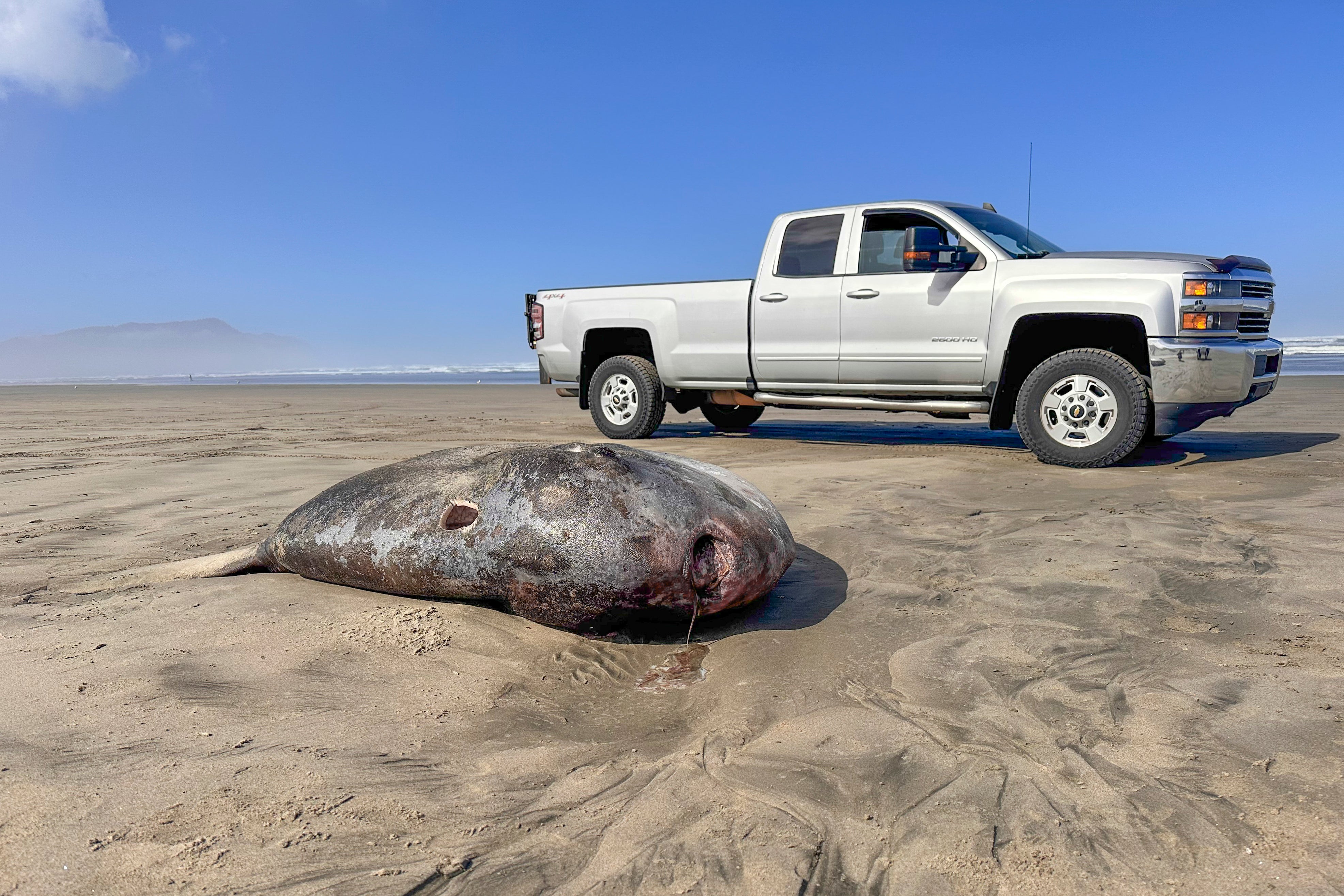 This image provided by Seaside Aquarium shows a hoodwinker sunfish that washed ashore on June 3, 2024, on a beach in Gearhart, Ore