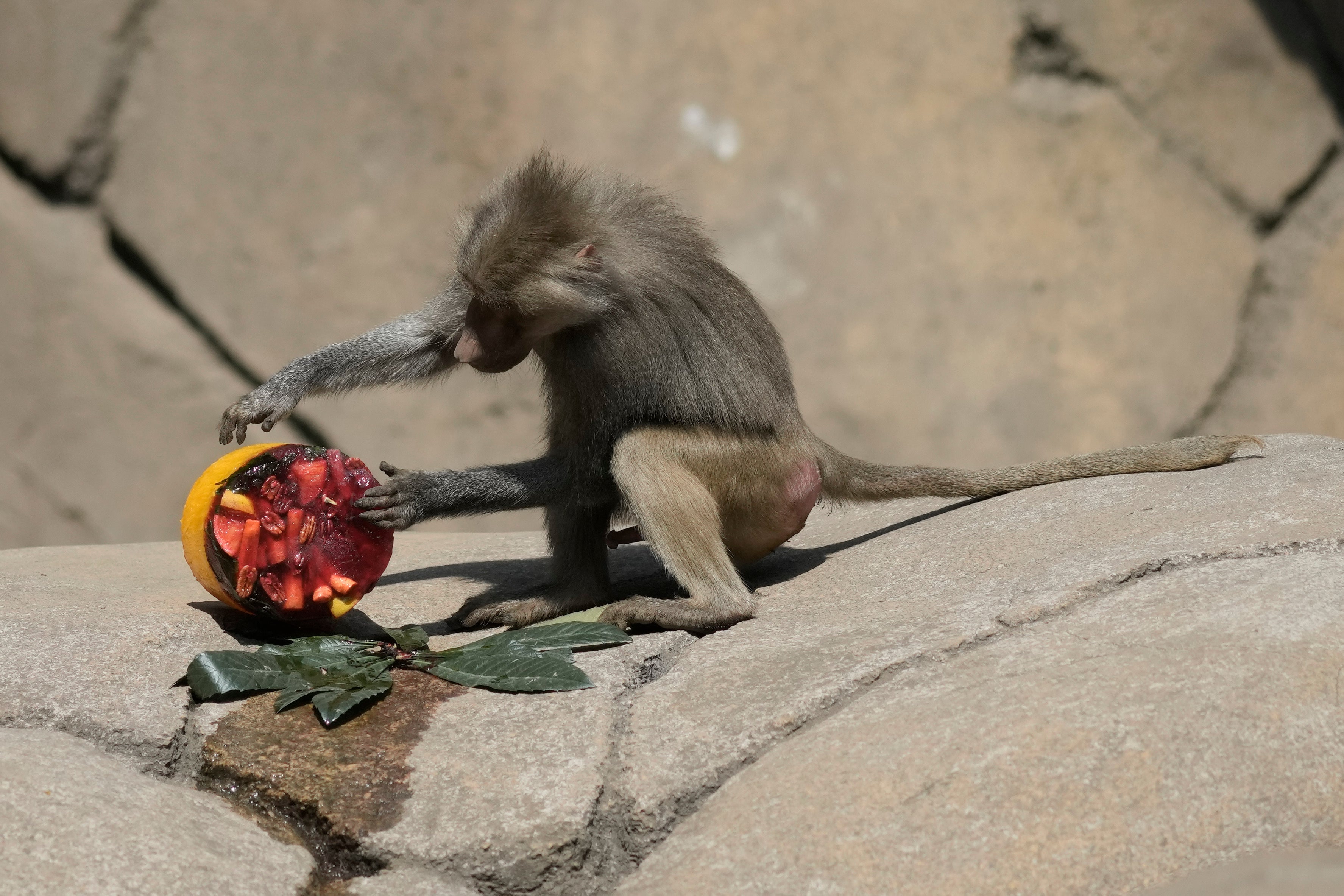 In Mexico’s heat wave monkeys are still dying and lions are getting ...