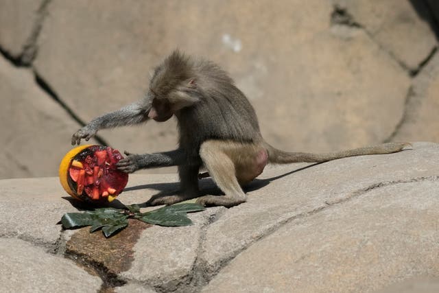 <p>A baboon inspects a frozen treat in its enclosure at the Chapultepec Zoo as staff work to keep the animals cool </p>