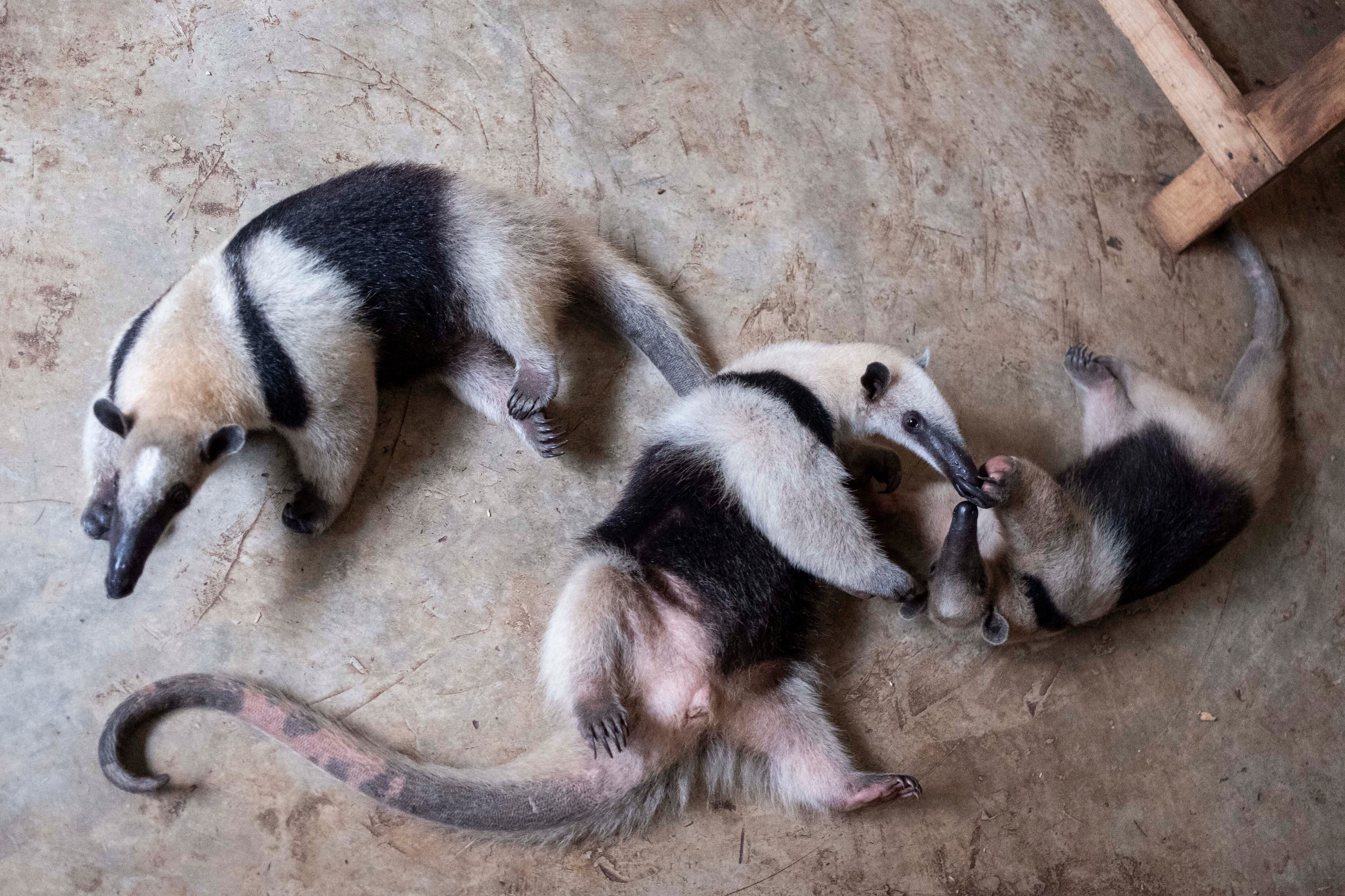 Anteaters play on the grounds of the non-profit wildlife park Selva Teneek where animals are being treated for heat stress