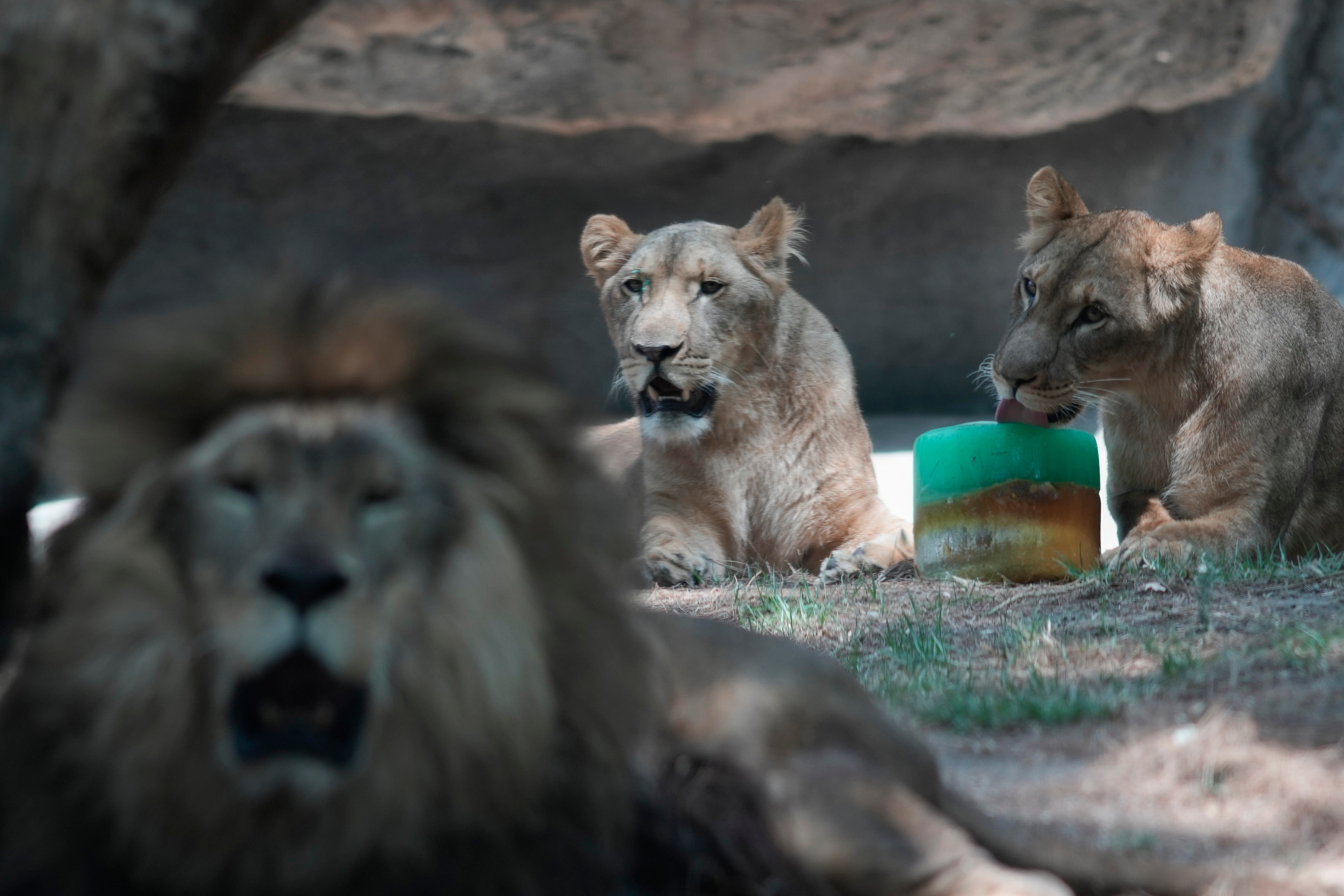 A lion licks a frozen treat in its enclosure at the Chapultepec Zoo as staff work to keep the animals cool