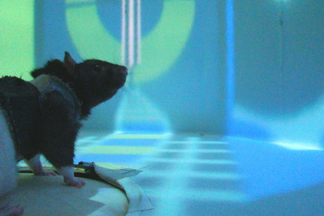 <p>Scientists observed activity of neurons in rat brains while the rodents navigated a virtual reality maze</p>