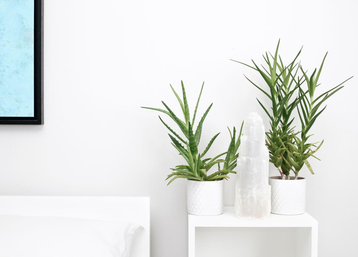 These five houseplants will help you sleep 