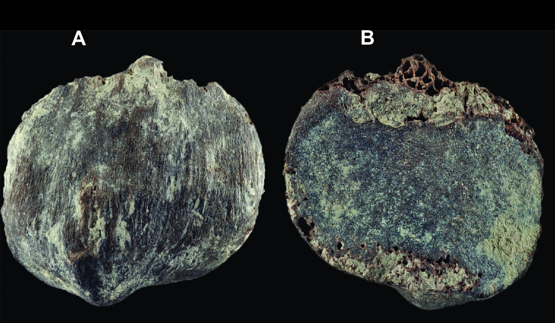 Buronius manfredschmidi – A new small hominid from the early late Miocene of Hammerschmiede