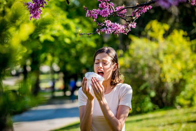<p>Dry and warm weather in April has helped pollen levels surge </p>