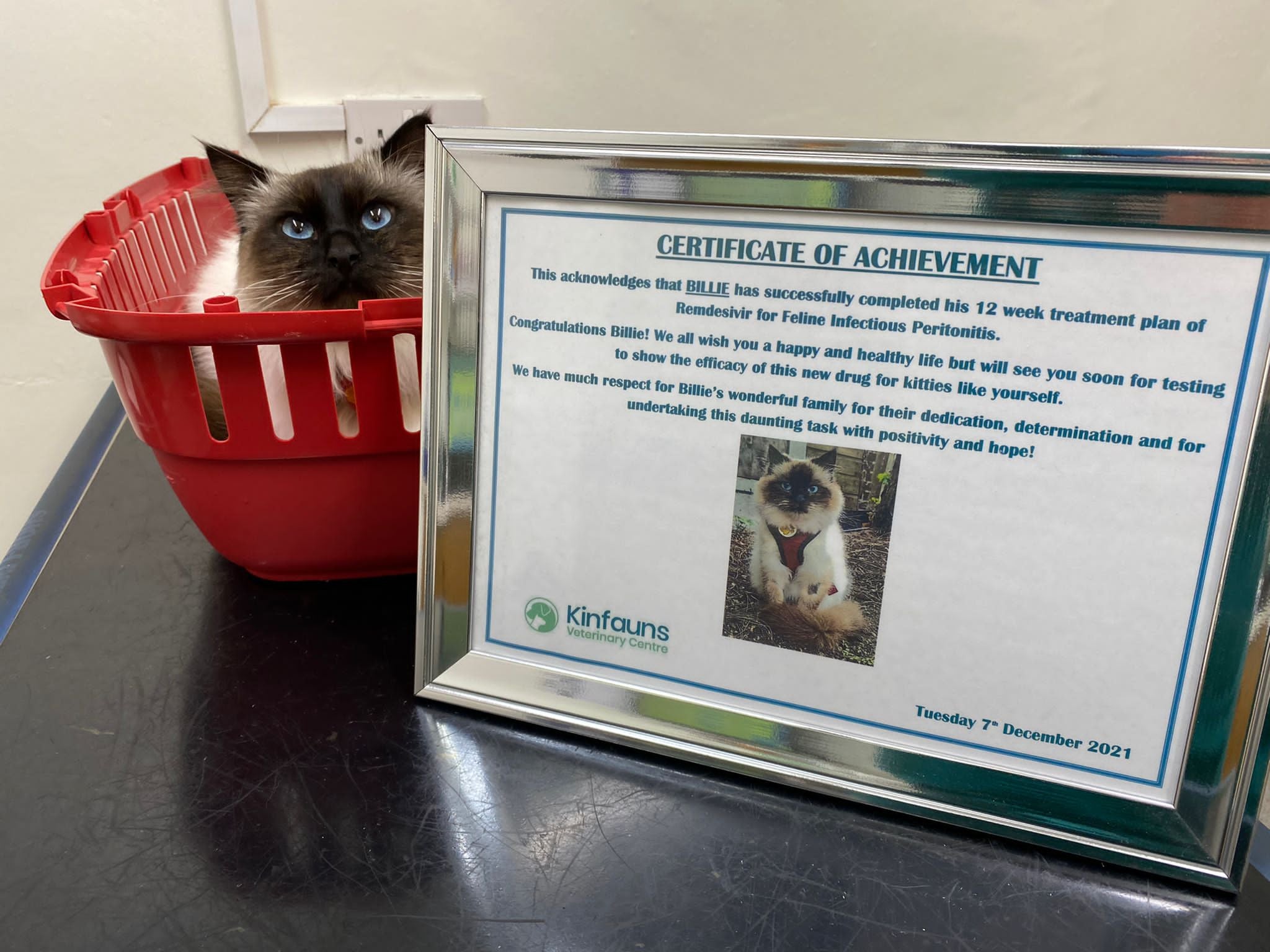 Billie on the final day of treatment for FIP, at the vets with his certificate in 2021 (Collect/PA Real Life)