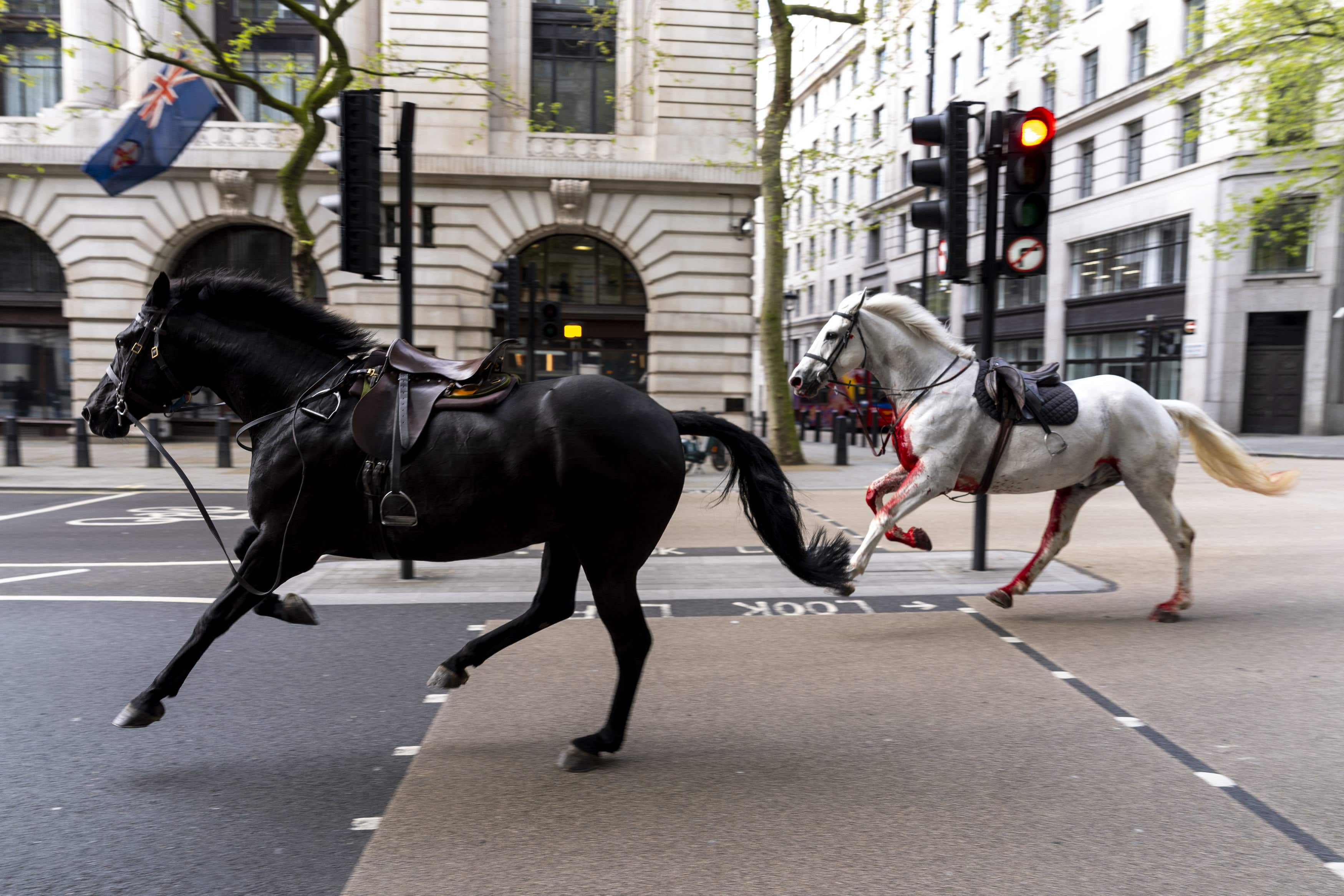 Two of the Household Cavalry horses on the loose bolting through the London in April (Jordan Pettitt/PA)