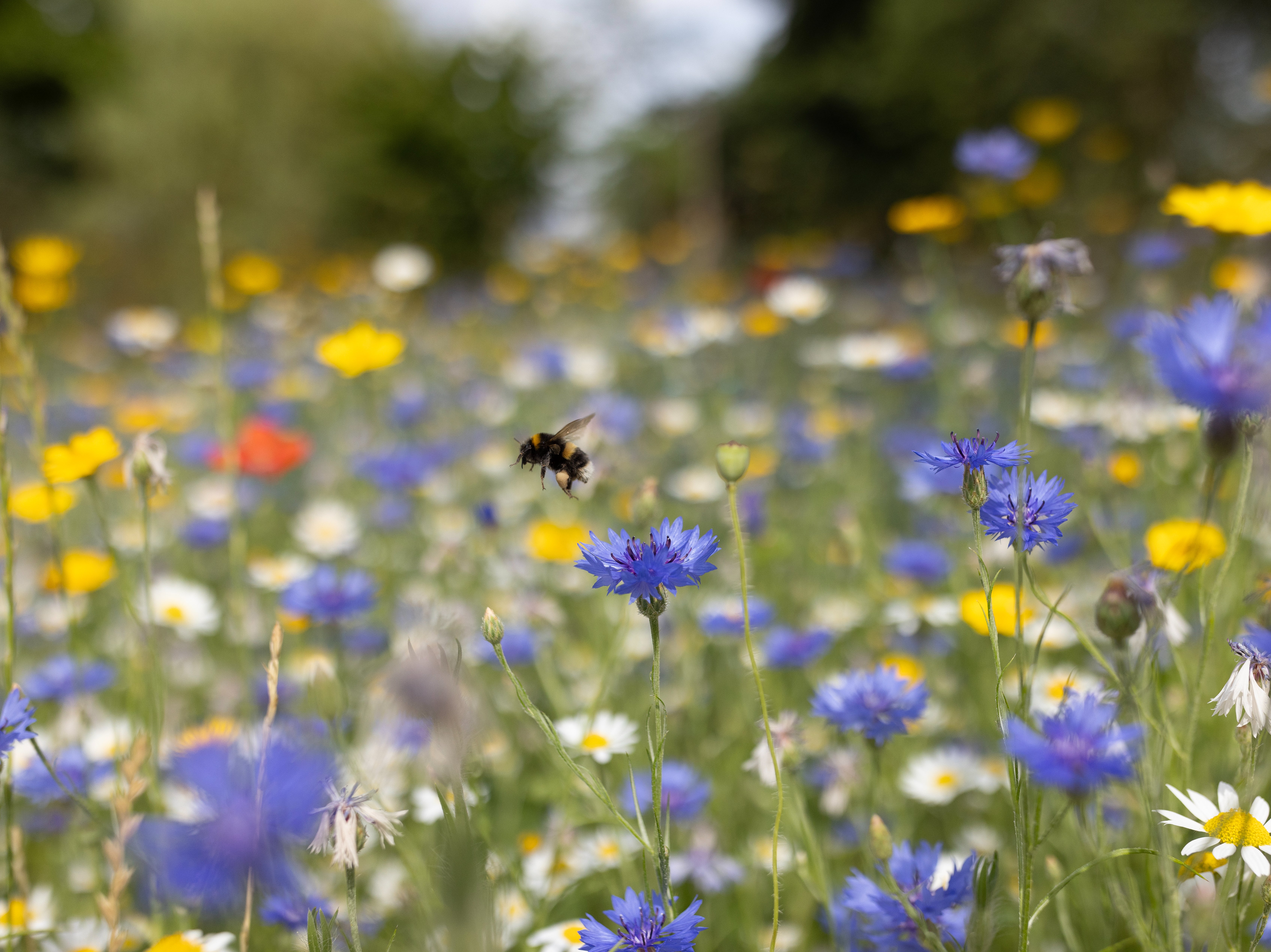 On the wild side: unkempt lawns aren’t just good for relaxing, they’re good for nature