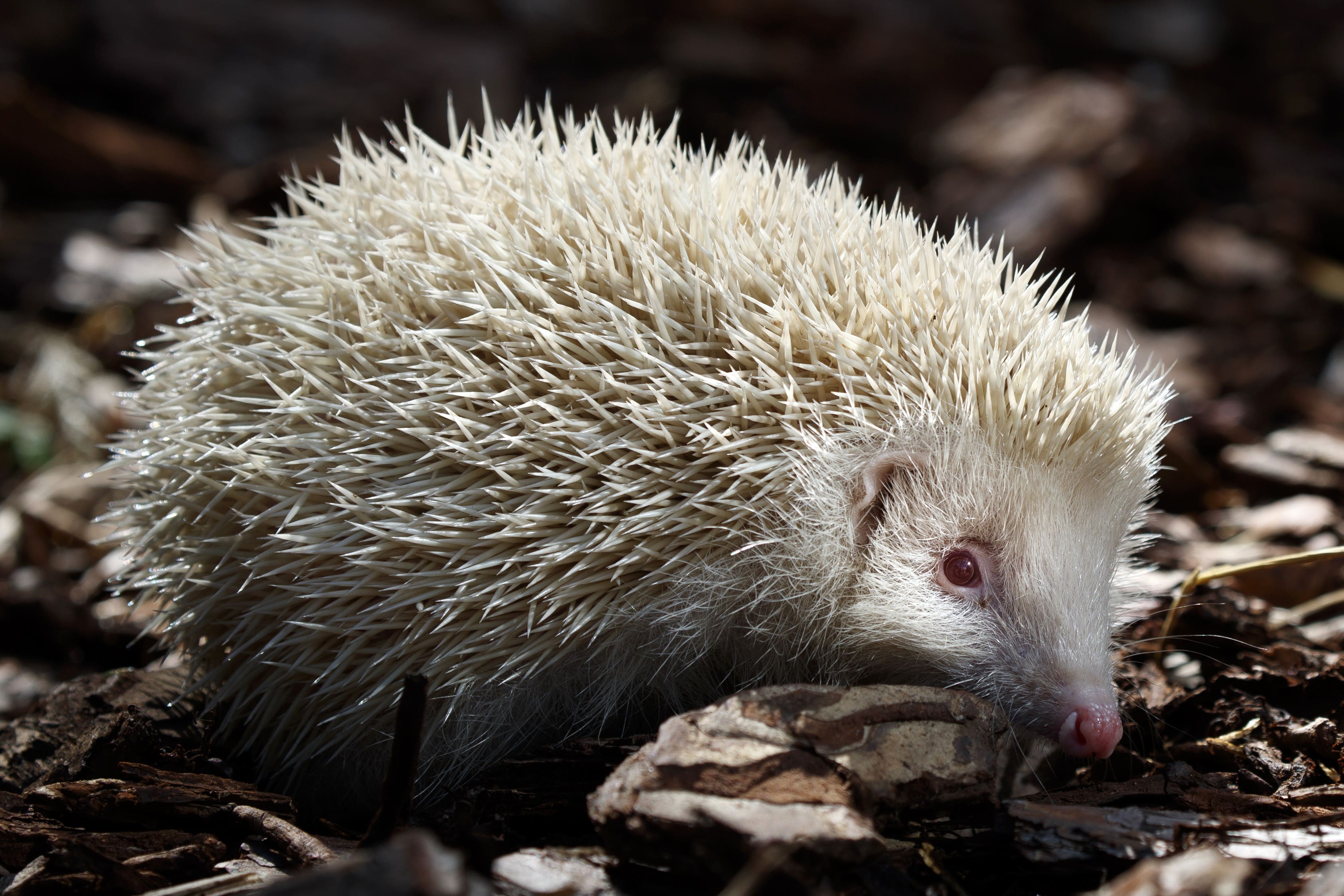 An albino hedgehog (Danny Lawson/PA)