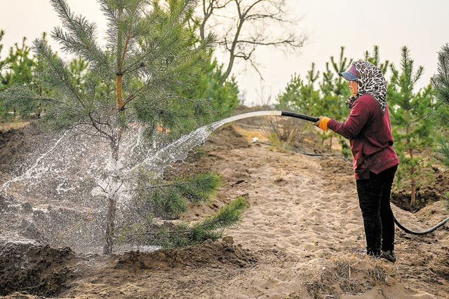 <p>A worker waters trees planted at the edge of the Horqin Sandy Land in Tongliao, Inner Mongolia autonomous region, in April</p>