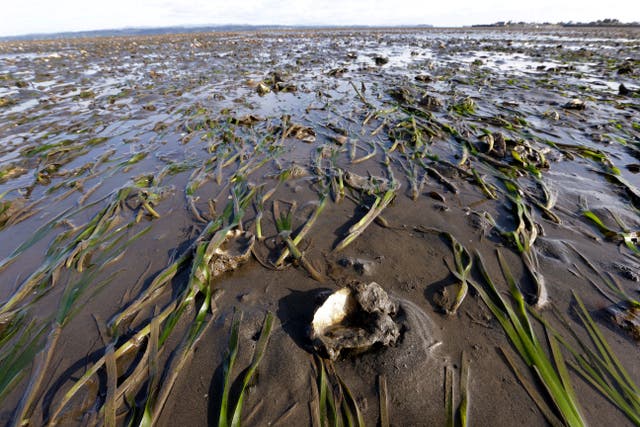 FDA Warning Shellfish Northwest