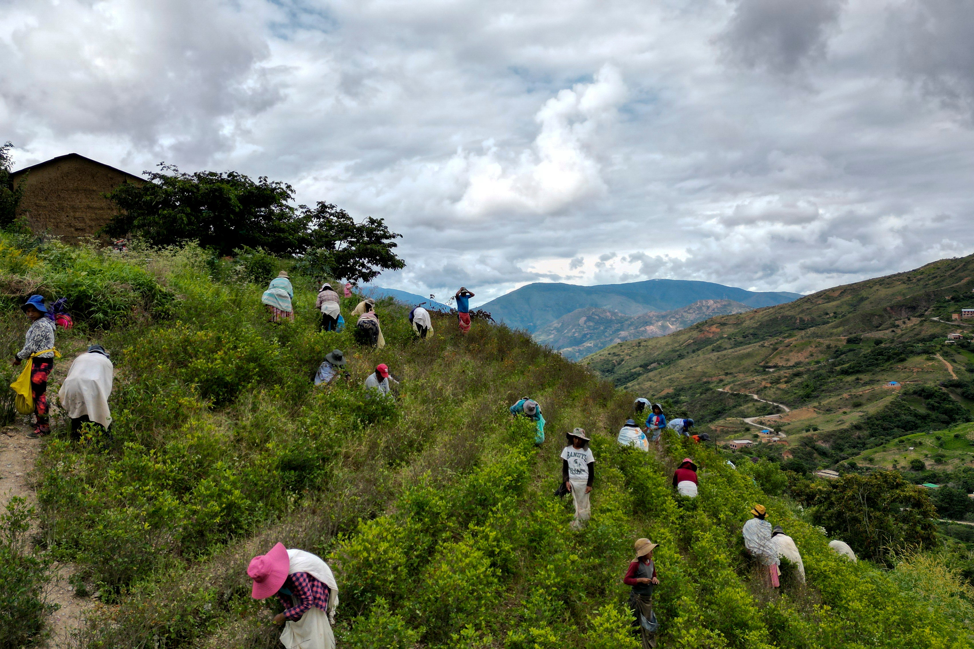 Farmers harvest coca leaves in Los Yungas, on the outskirts of Trinidad Pampa, a coca-producing area of Bolivia