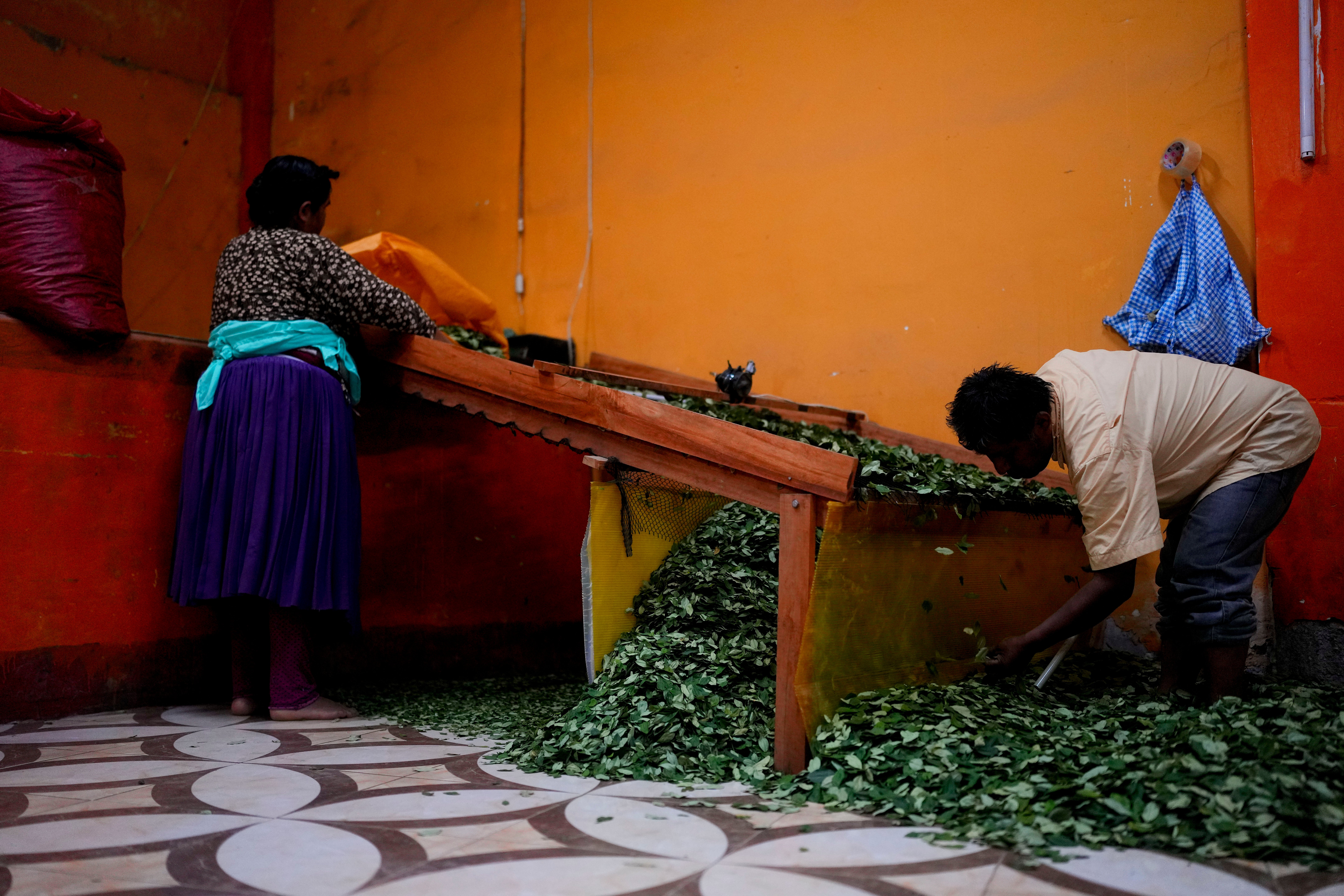 Marina Castillo and husband Dionicio Limachi select coca leaves by size in Trinidad Pampa