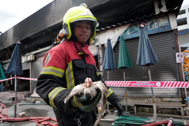 <p>A Thai rescue worker carries a chicken that survived the fire at the Chatuchak weekend market in Bangkok</p>