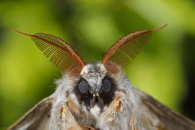 The lobster moth is so-called because its caterpillar resembles the crustacean (Alamy/PA)