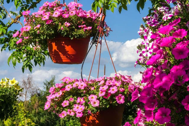 Give your garden a pop of colour with a hanging basket (Alamy/PA)