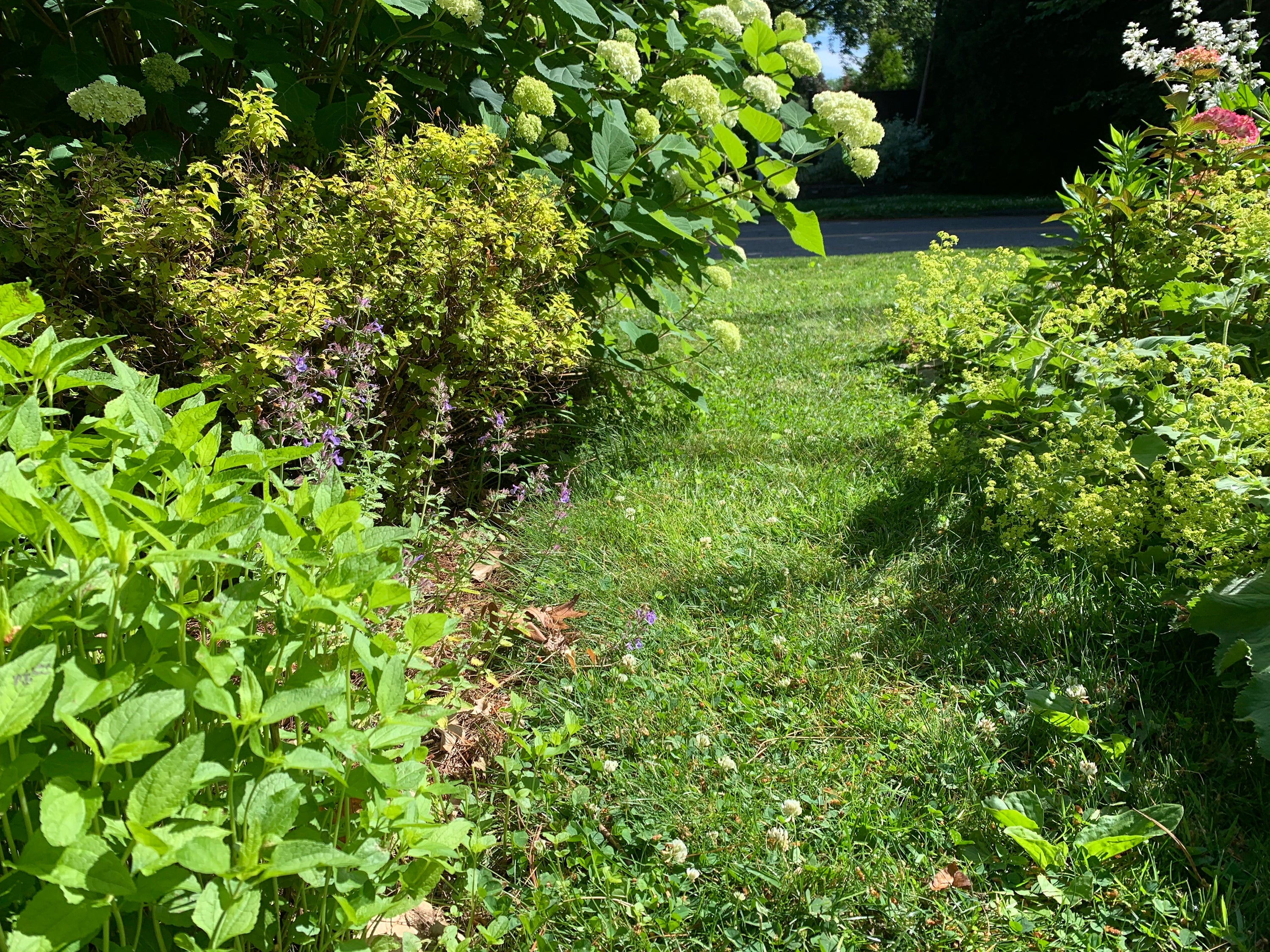 Gardening-Lawn Compromises