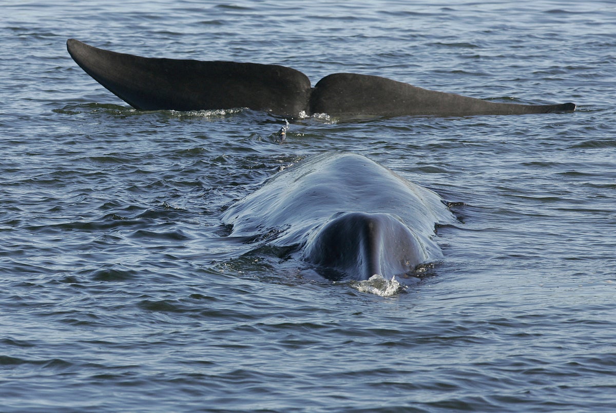 Iceland issues license for 128 fin whales to be hunted this year
