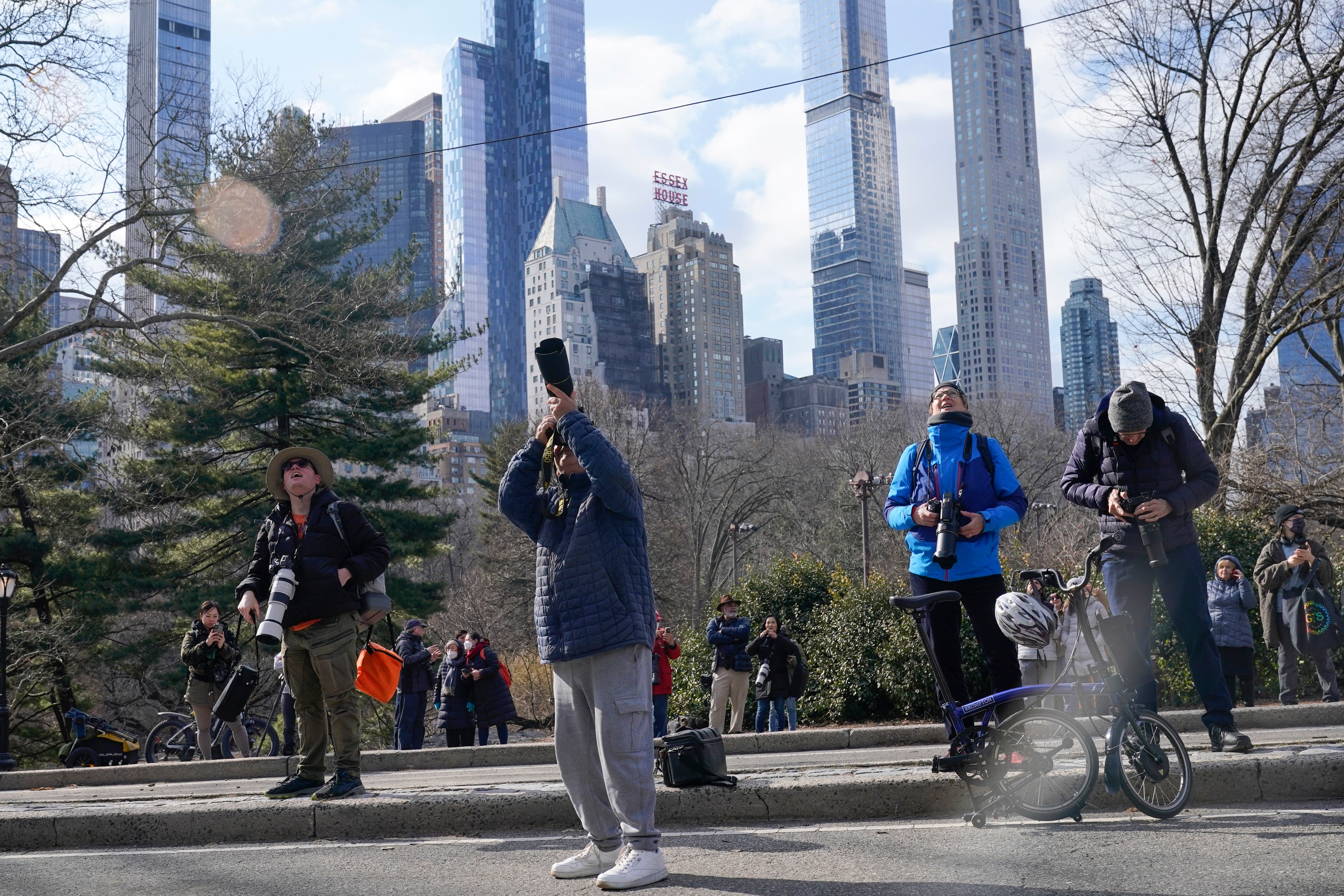 A crowd of people gather to look at a Eurasian eagle-owl named Flaco in Central Park