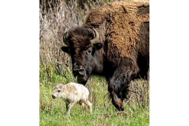 Yellowstone Park-White Buffalo
