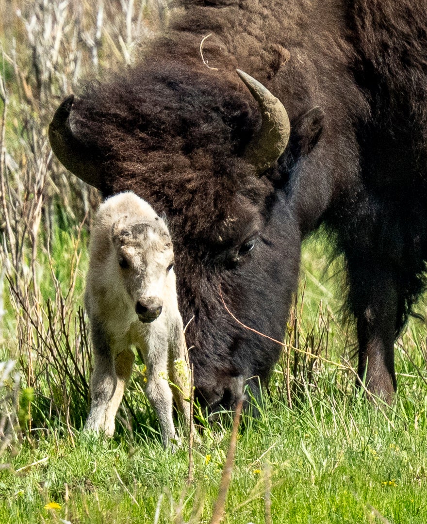 A rare white buffalo calf, reportedly born in Yellowstone National Park’s Lamar Valley, is shown on June 4, 2024