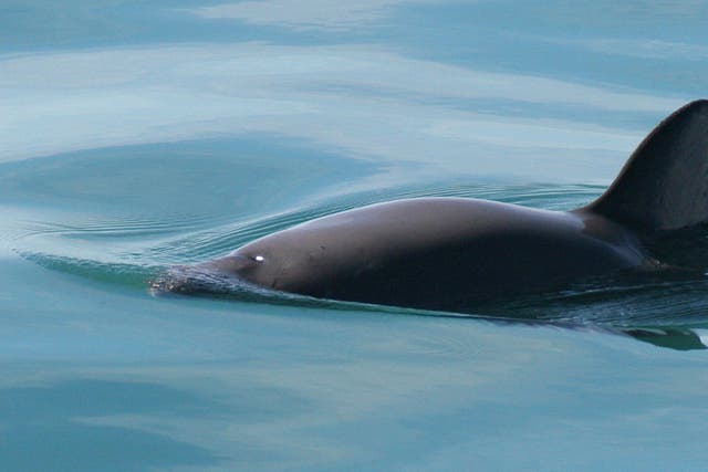 Mexico Endangered Porpoises