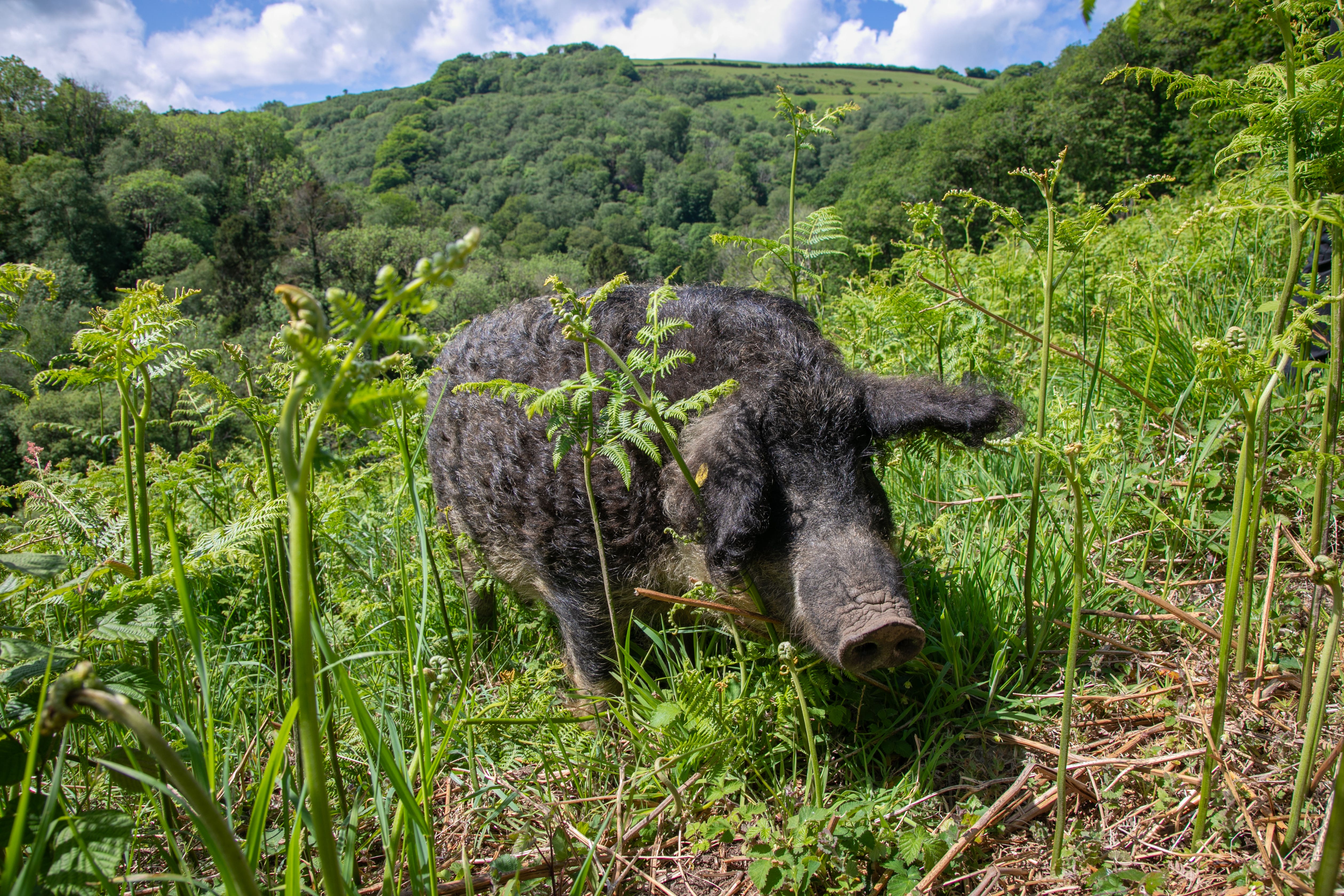 Hungarian pigs are being deployed to help a rare butterfly (Savannah Jones/Butterfly Conservation/PA)