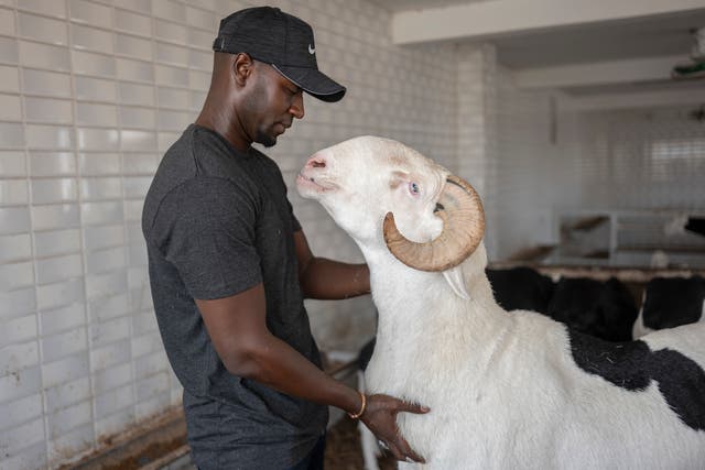 Senegal Star Sheep