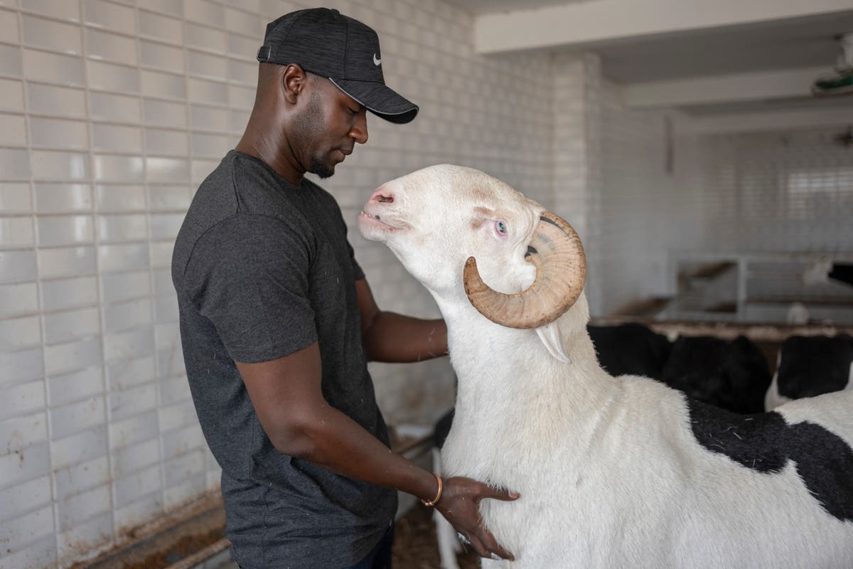 On Eid al-Adha, Senegal's star sheep are for luxury, not sacrifice