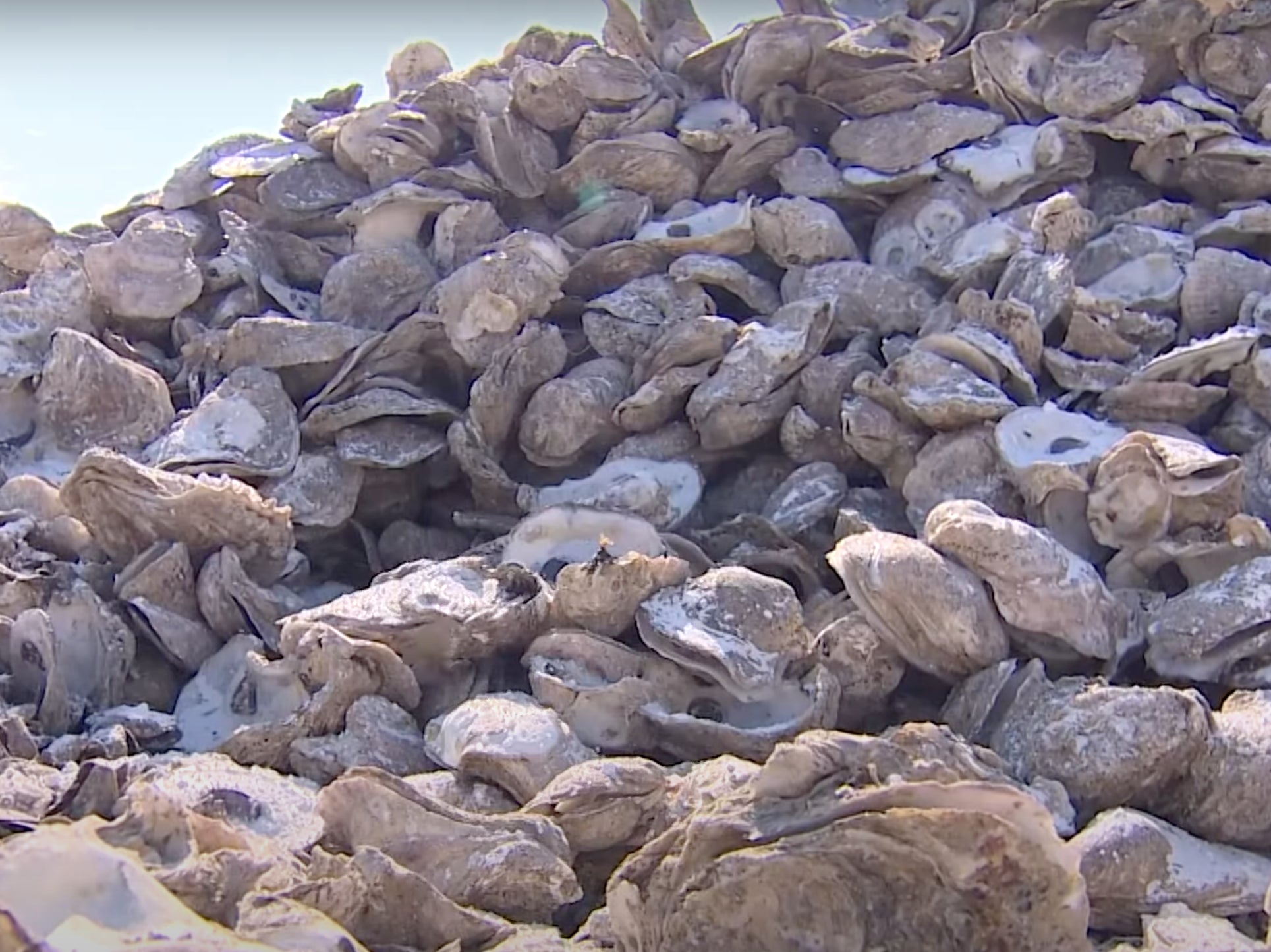 A massive pile of oyster shells collected by Pier 6 Seafood and Oyster House in San Leon, Texas. The shells will be reintroduced to reefs in Galveston Bay to help promote regrowth of the oyster population after storms in Houston nearly wiped out the oyster population in the bay